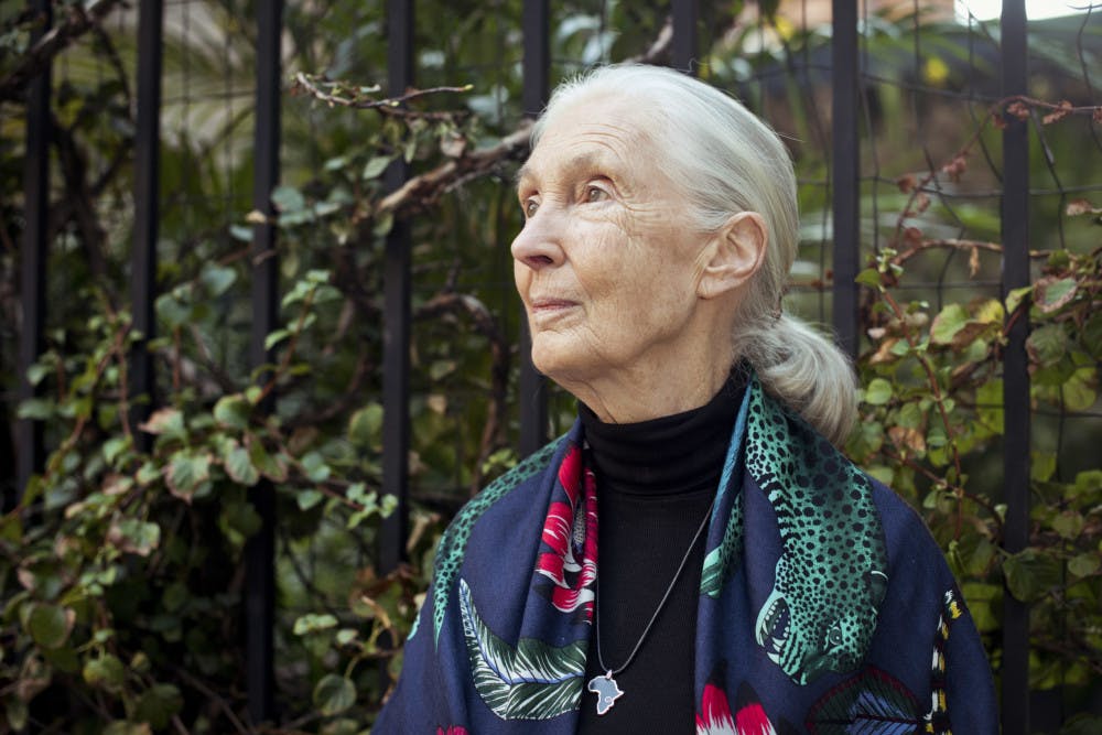 GOODALL_DOCUMENTARY_QA_1-scaled