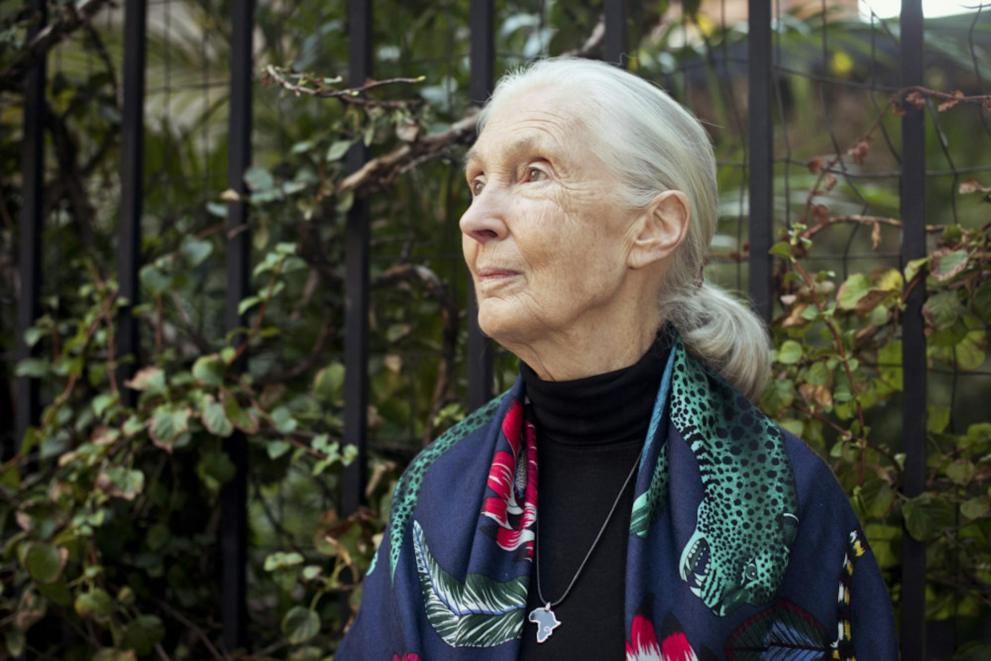 GOODALL_DOCUMENTARY_QA_1-scaled