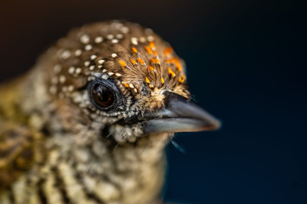 SCI-COLOMBIA-BIRDS-10-scaled