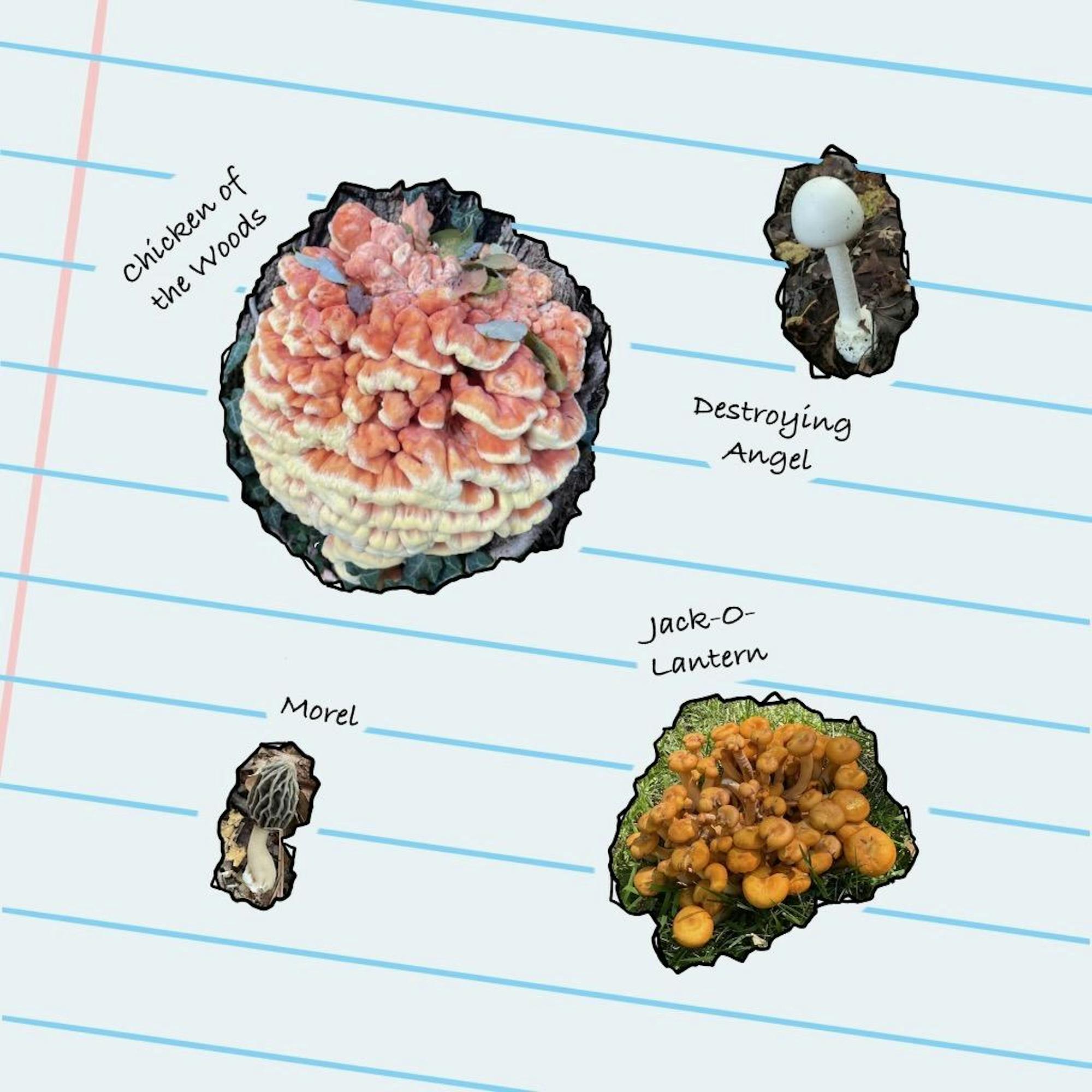Mushroom Club