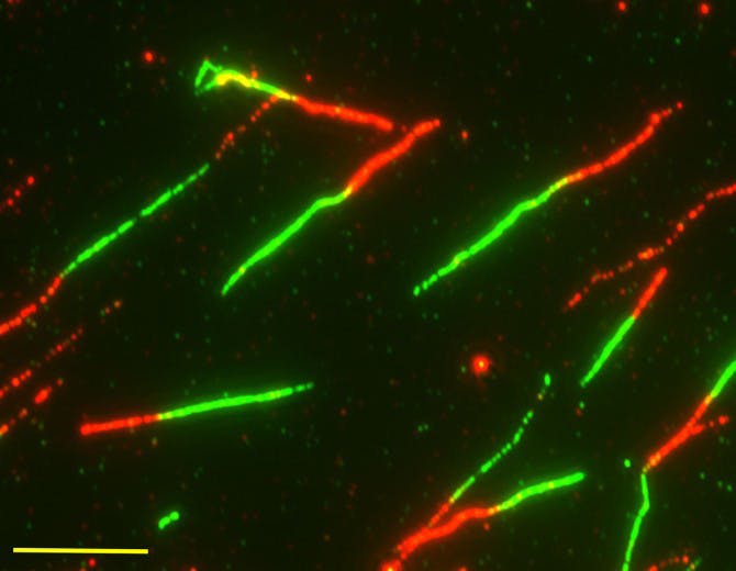Pg-8-Science-Cancer-Courtesy-of-Diego-Dibitetto-Smolka-Lab