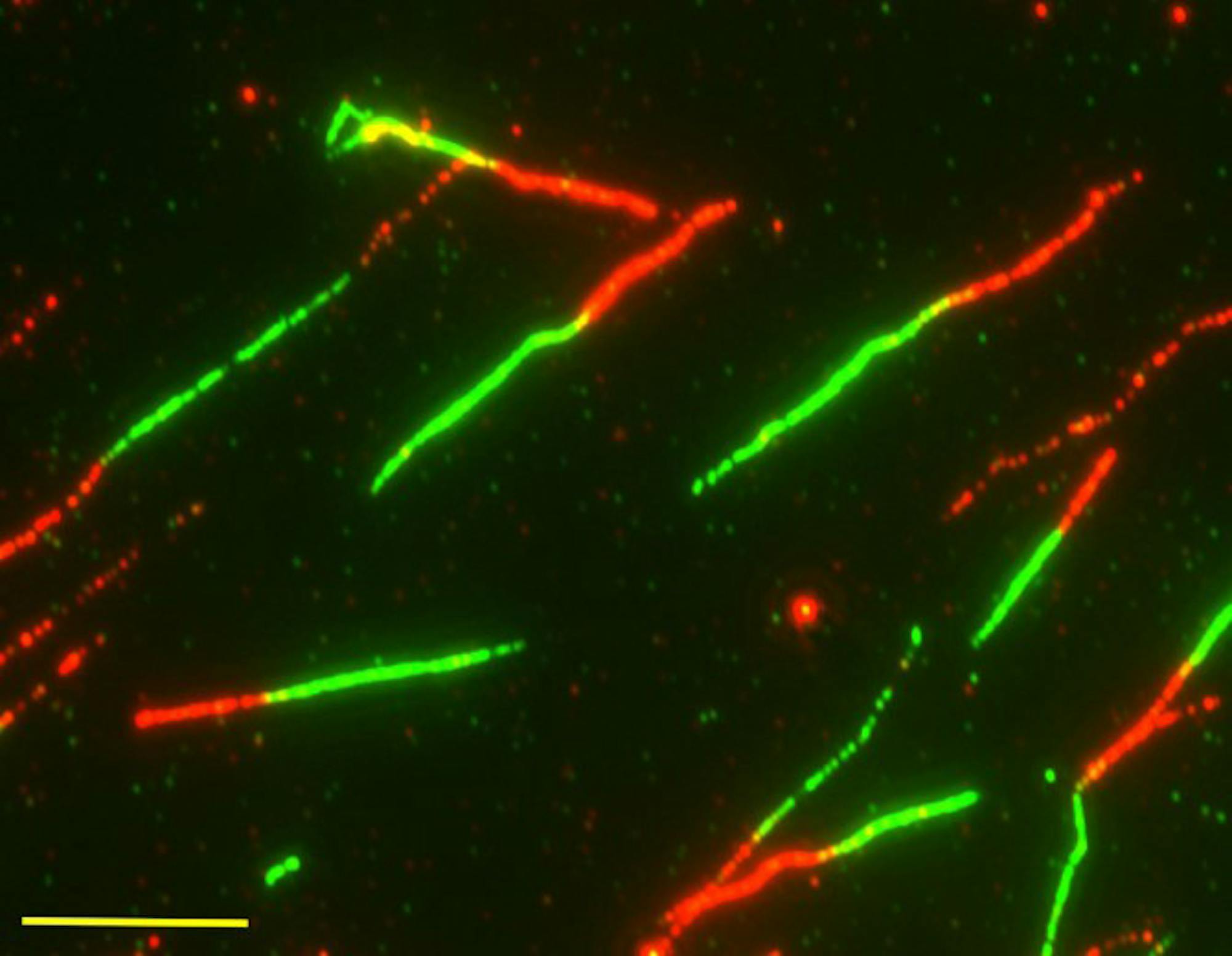 Pg-8-Science-Cancer-Courtesy-of-Diego-Dibitetto-Smolka-Lab