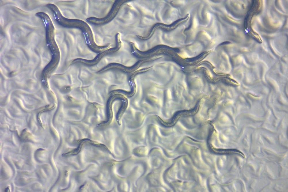 C.-elegans-worms-courtesy-of-Wikimedia-Commons-ZEISS-Microscopy-1