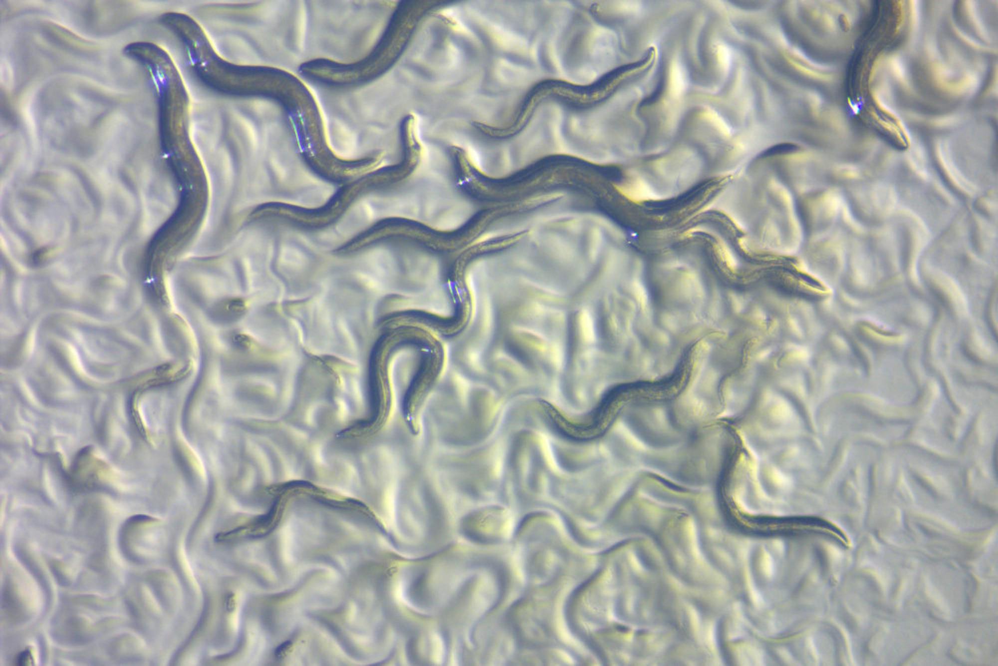 C.-elegans-worms-courtesy-of-Wikimedia-Commons-ZEISS-Microscopy-1