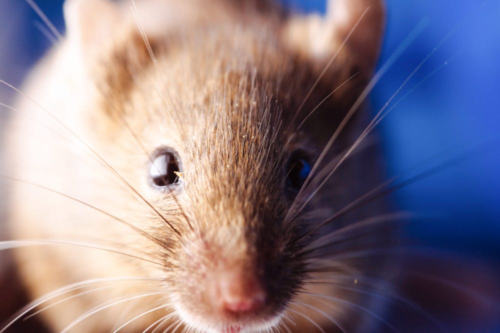 Pg-8-Science-Mouse-by-Zach-Wise-The-New-York-Times-scaled