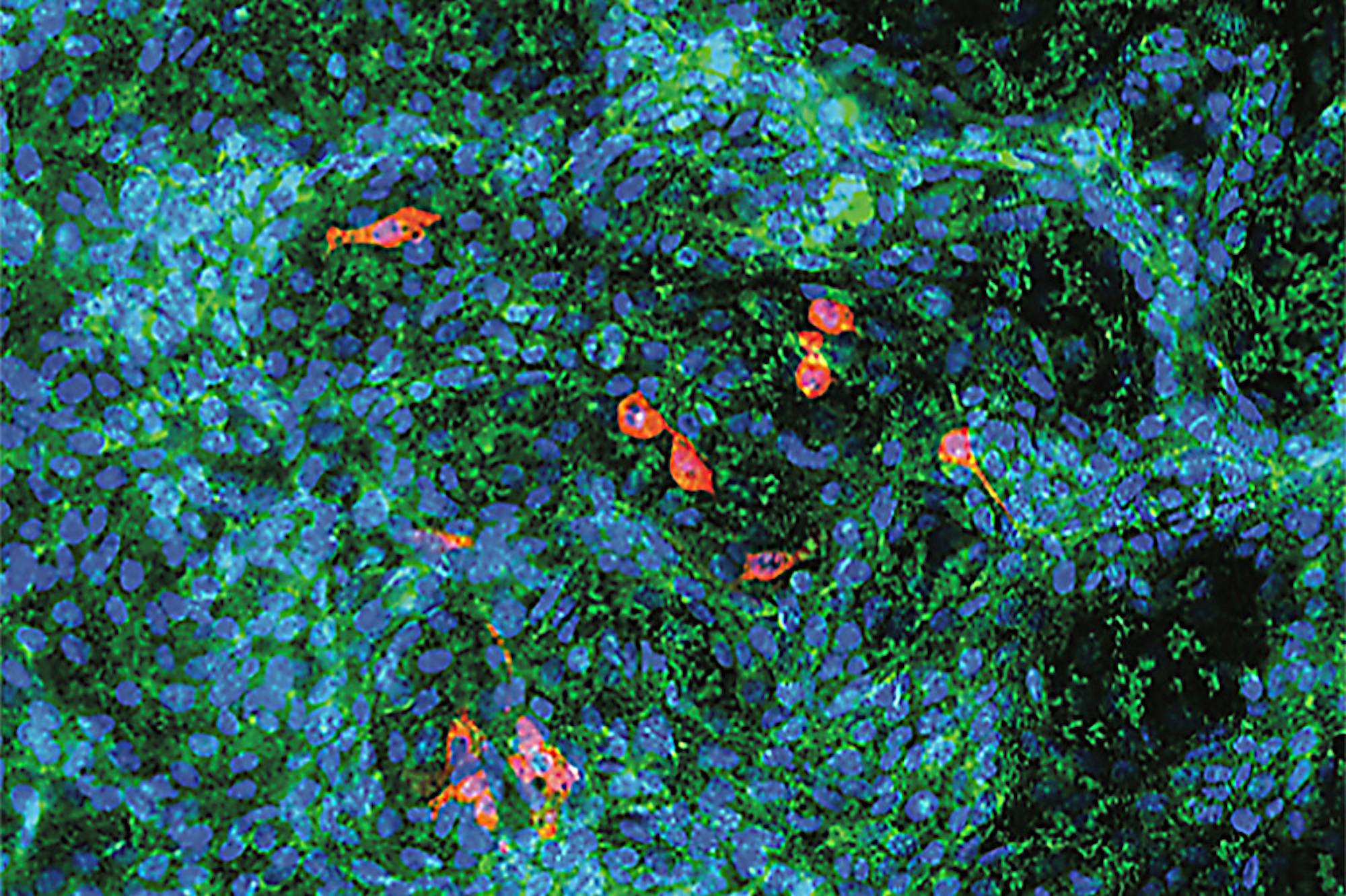 Pg-7-Chen-Lab-courtesy-of-Chen-Lab