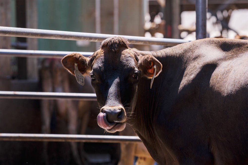 Pg-3-CLS-courtesy-Jovelle-Tamayo-NYT