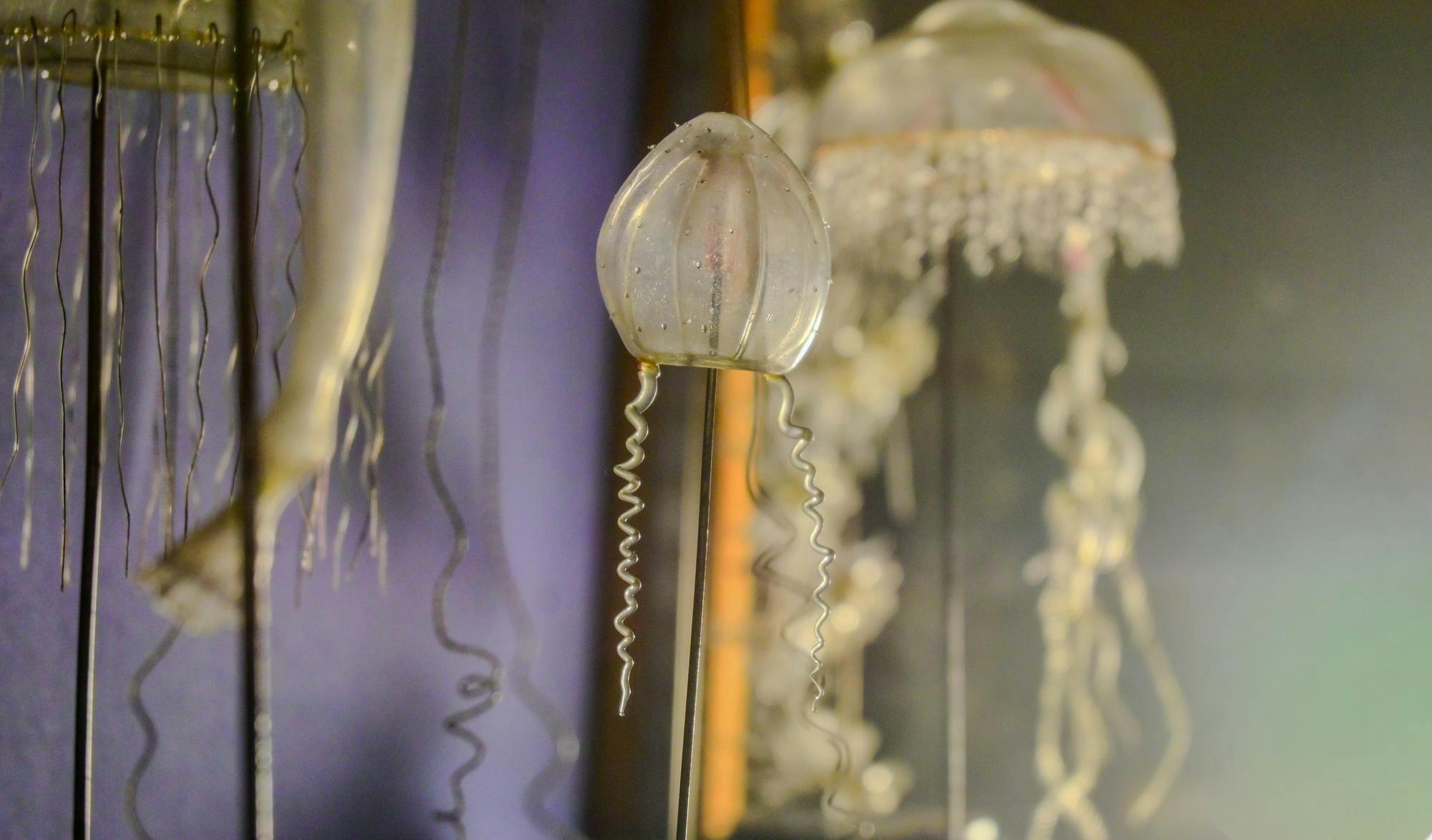 Blaschka Glass Jellyfish Models