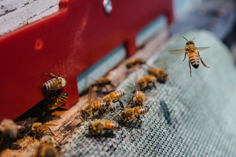 KOREAS-DMZ-HONEY-5-scaled