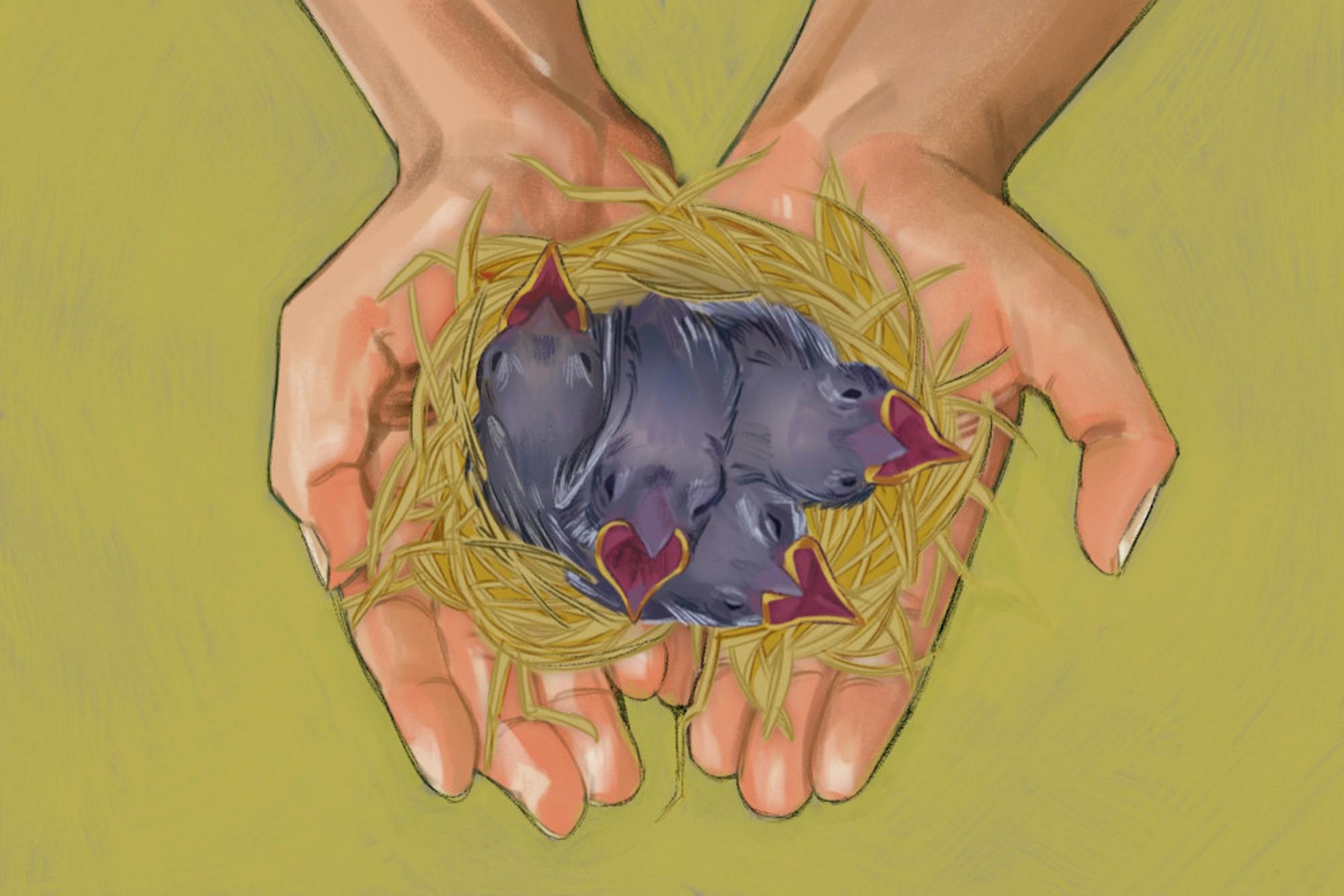 Bird_Nest_Graphic