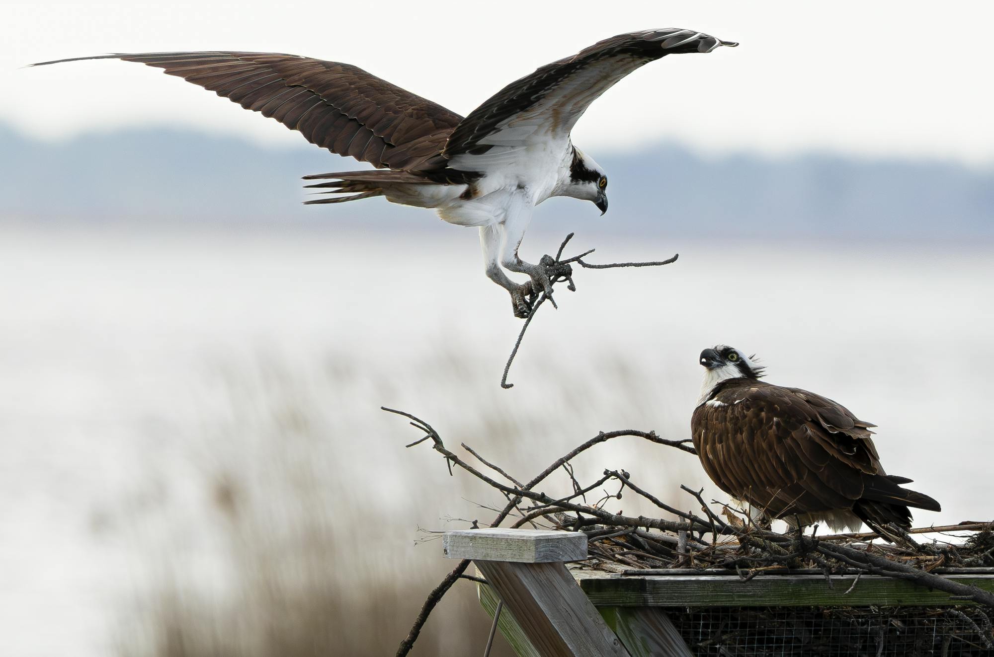 Male Osprey Bringing Stick to its Mate, April, 4 2026 (Julia Leavitt_Sun Contributor).png