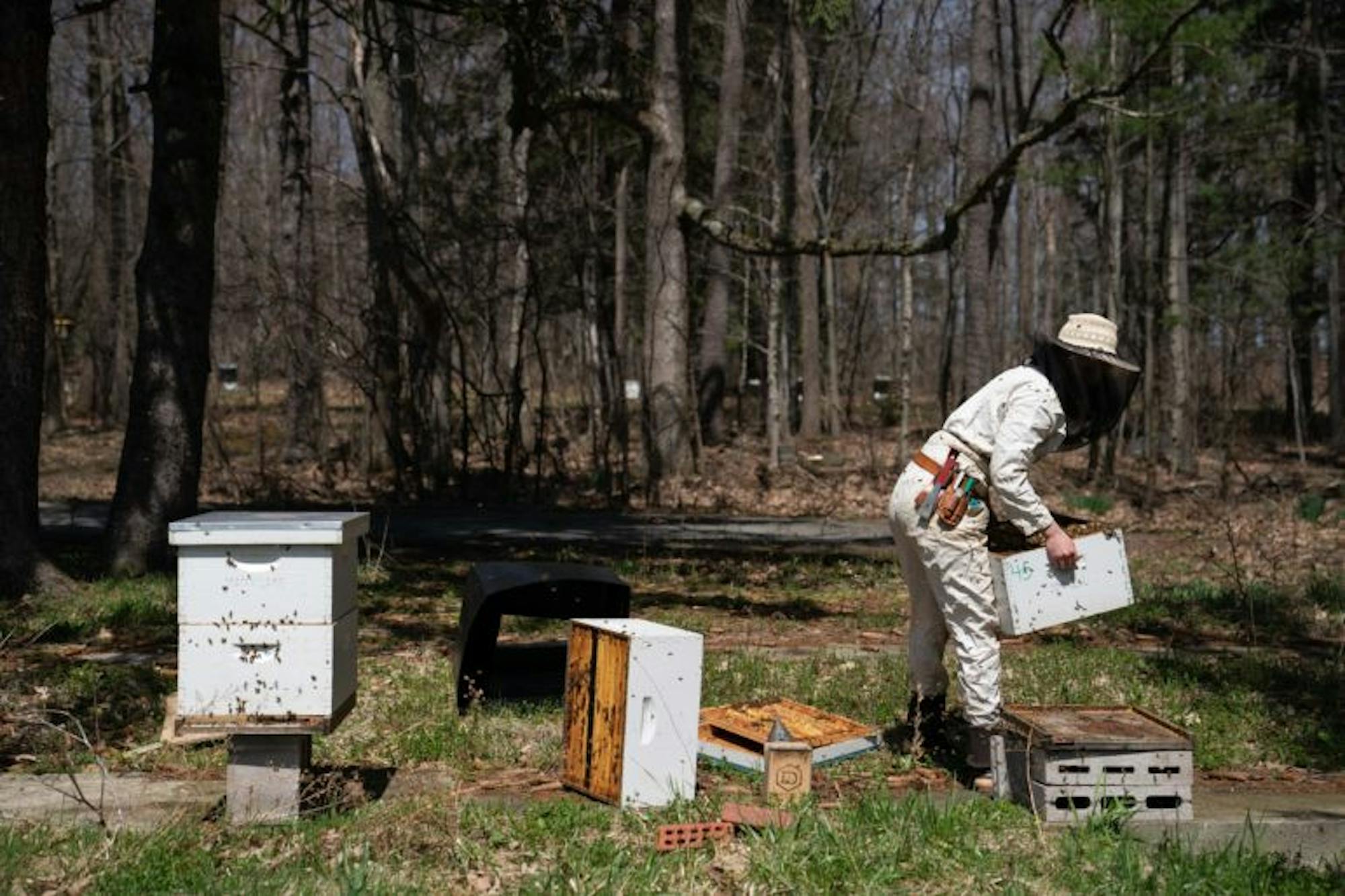 Dyce Bee Lab staff checks on the bees to see how the colonies are growing.