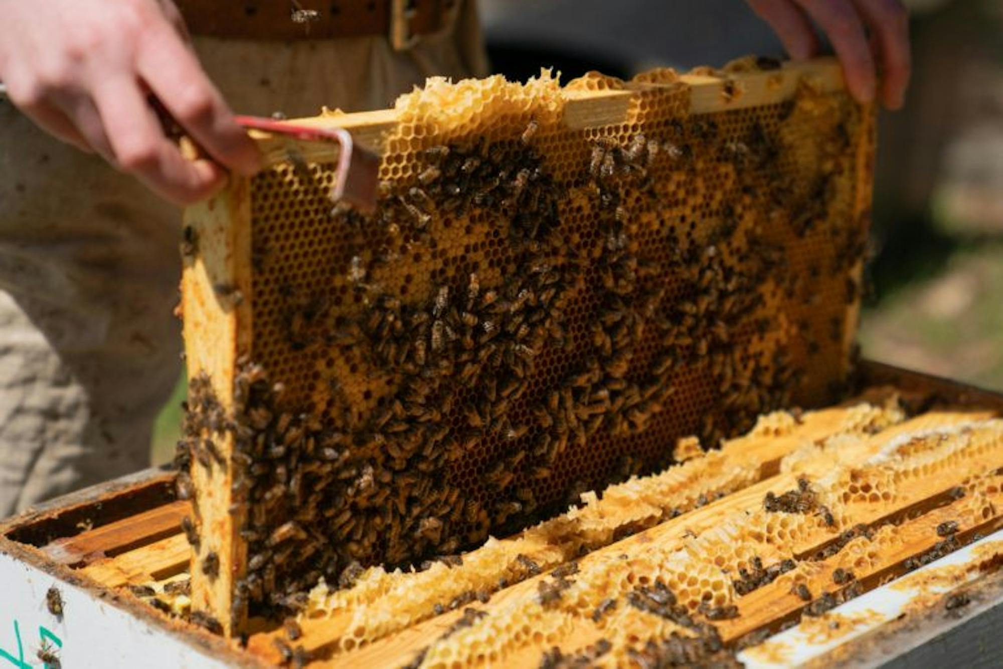The Dyce Lab for Honey Bee Studies is home to nearly 100 colonies, which contribute to research and extension programs spanning New York State. (Ben Parker / Sun Assistant Photography Editor)