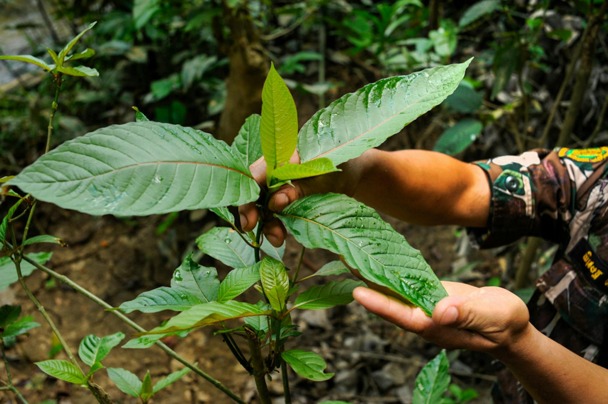 Pg-8-Science-Kratom-by-Agnes-Dherbeys-1-scaled