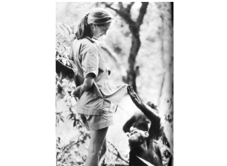 Courtesy of Hugo van Lawick/"In the Shadow of Man"