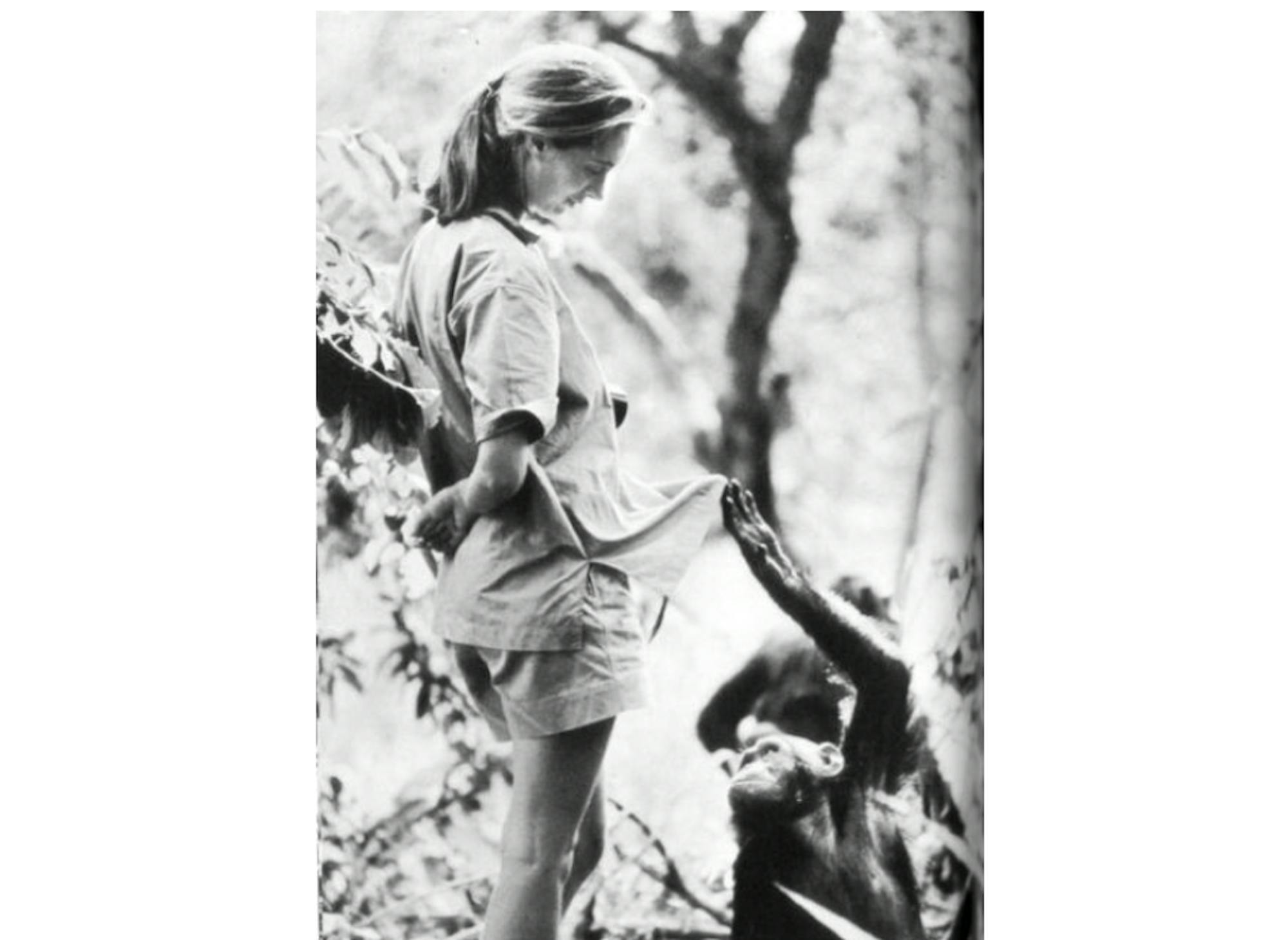 Courtesy of Hugo van Lawick/"In the Shadow of Man"