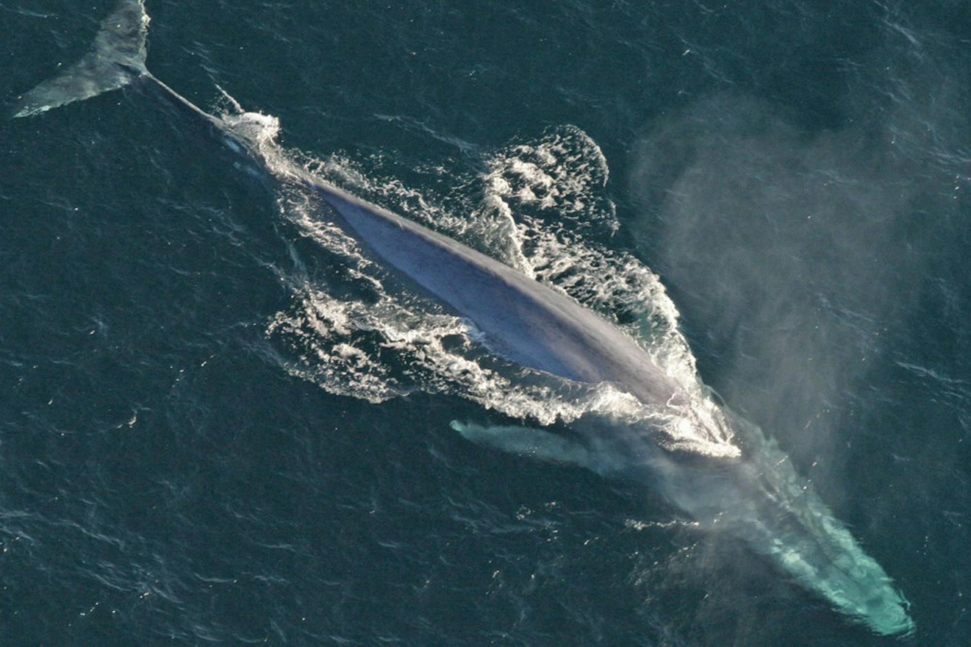Pg-12-Science-Blue-Whale-Acoustics-Courtesy-of-the-NOAA