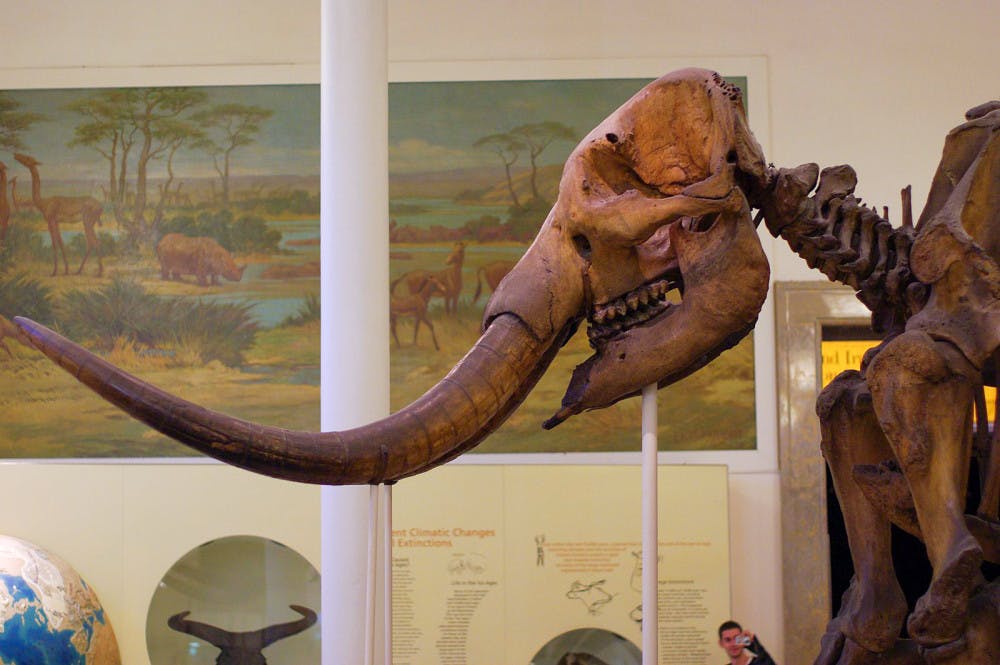 Mammoth_skeleton_in_NYC_Museum_of_Natural_History-1