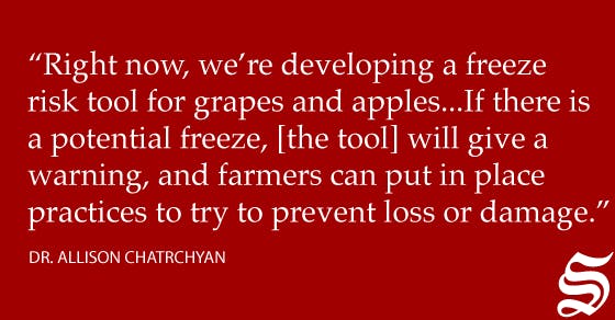 frozen-apples