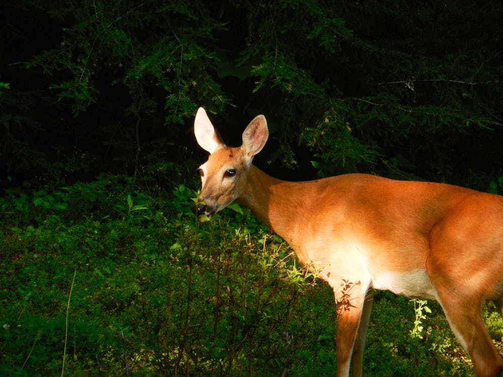 Deer-Courtesy-of-Eric-Reilly-News-Editor