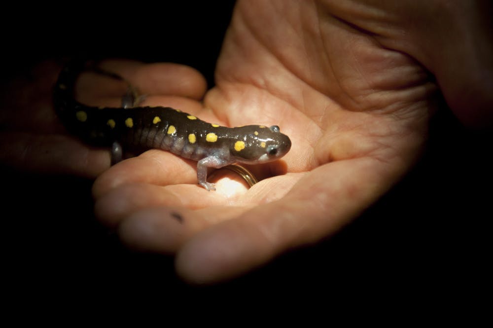 SALAMANDERS_PROTECTION_1-scaled