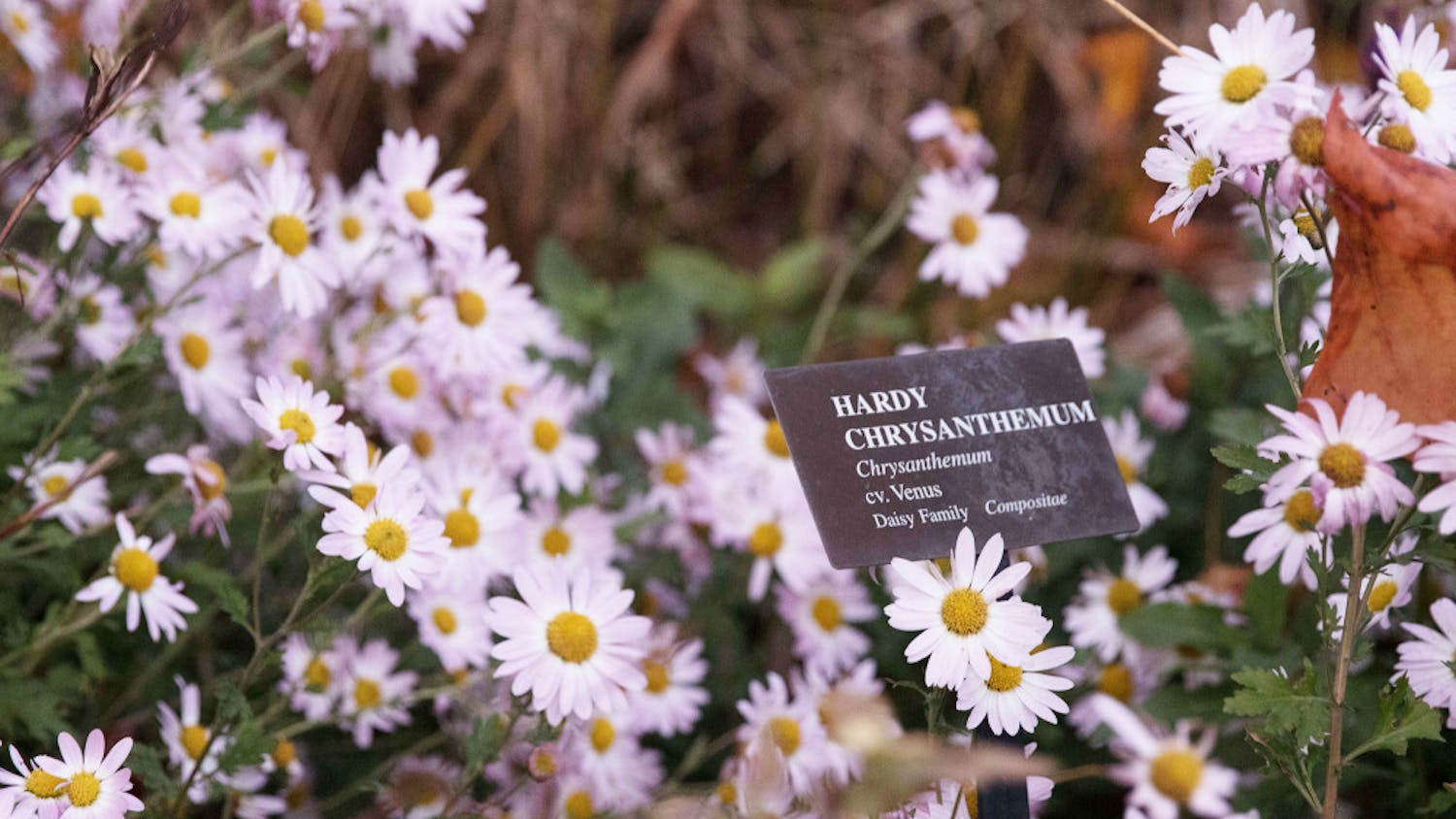 Pg-3-Plant-Trials-Hannah-Rosenberg-Contributor