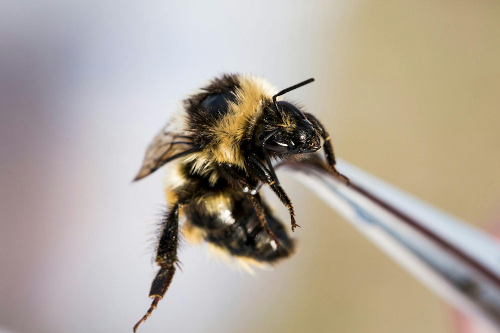 Pg-8-Science-Artic-Bumblebees-by-Katie-Orlinsky-NYT-scaled