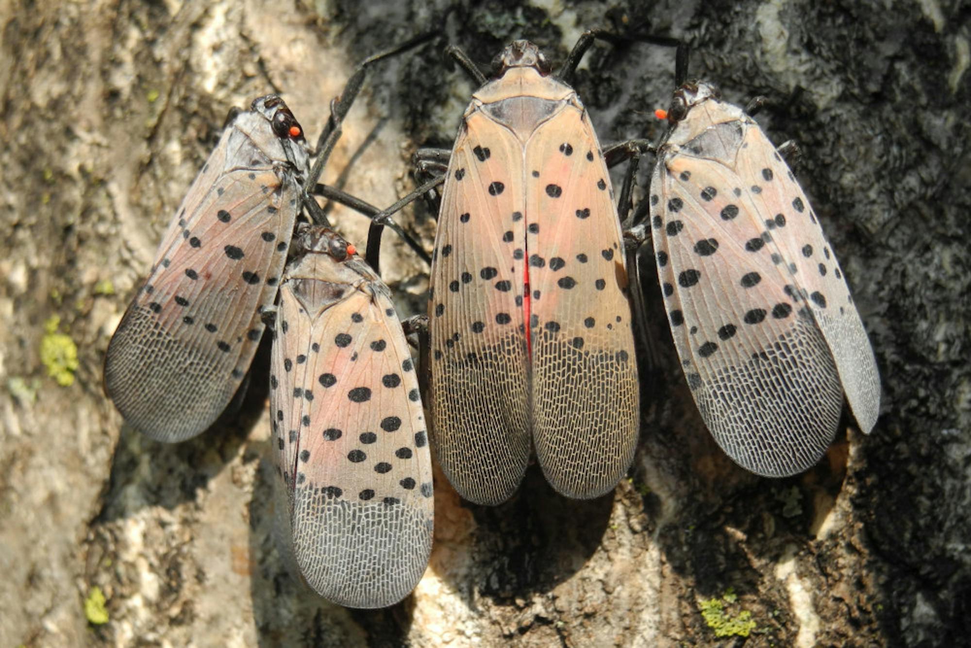 Pg-1-Spotted-Lanternfly-Courtesy-of-New-York-State-Integrated-Peest-Management-scaled