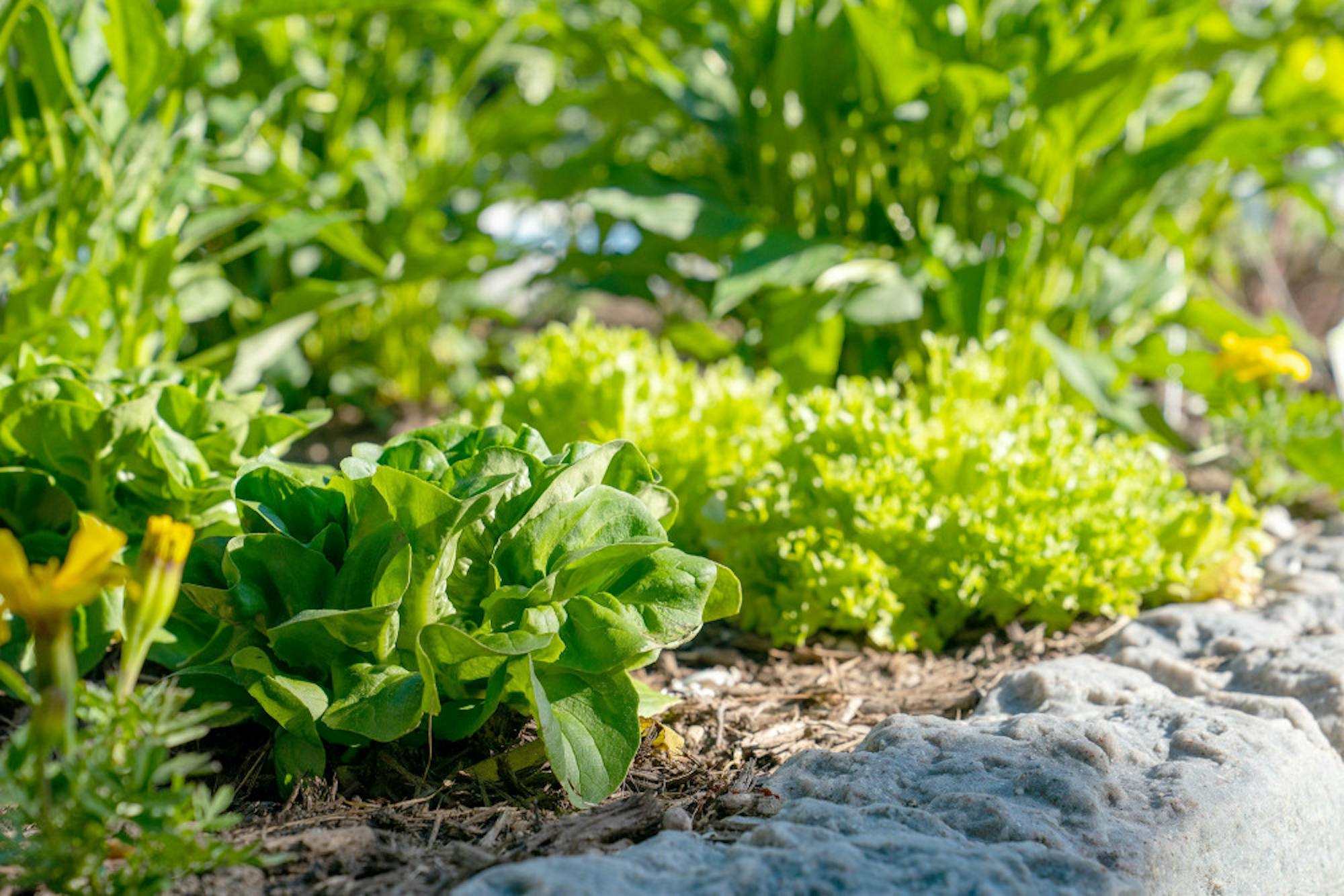 Pg-1-Digital-Ag-Hackathon-Ben-Parker-Sun-Assistant-Photo-Editor