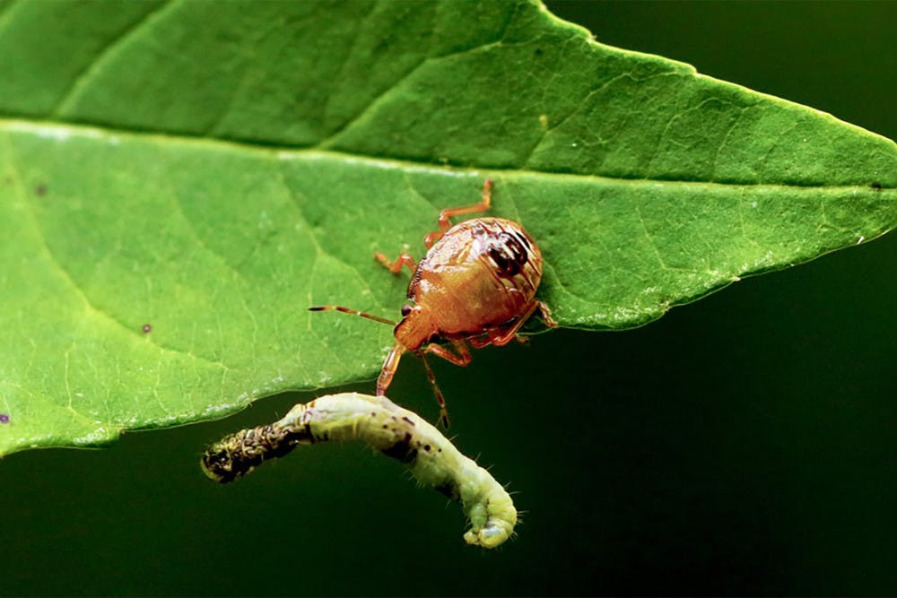 Pg-7-Caterpillar-courtesy-of-Cornell-University