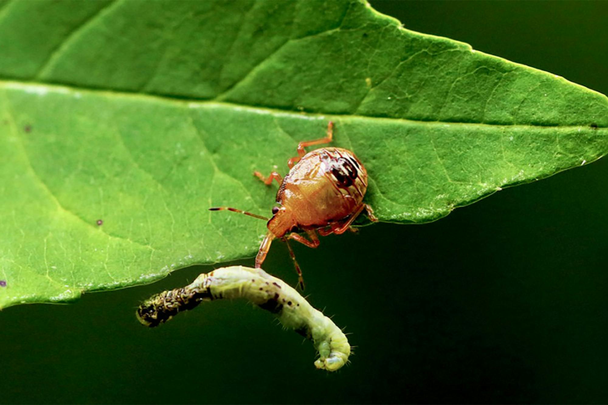 Pg-7-Caterpillar-courtesy-of-Cornell-University