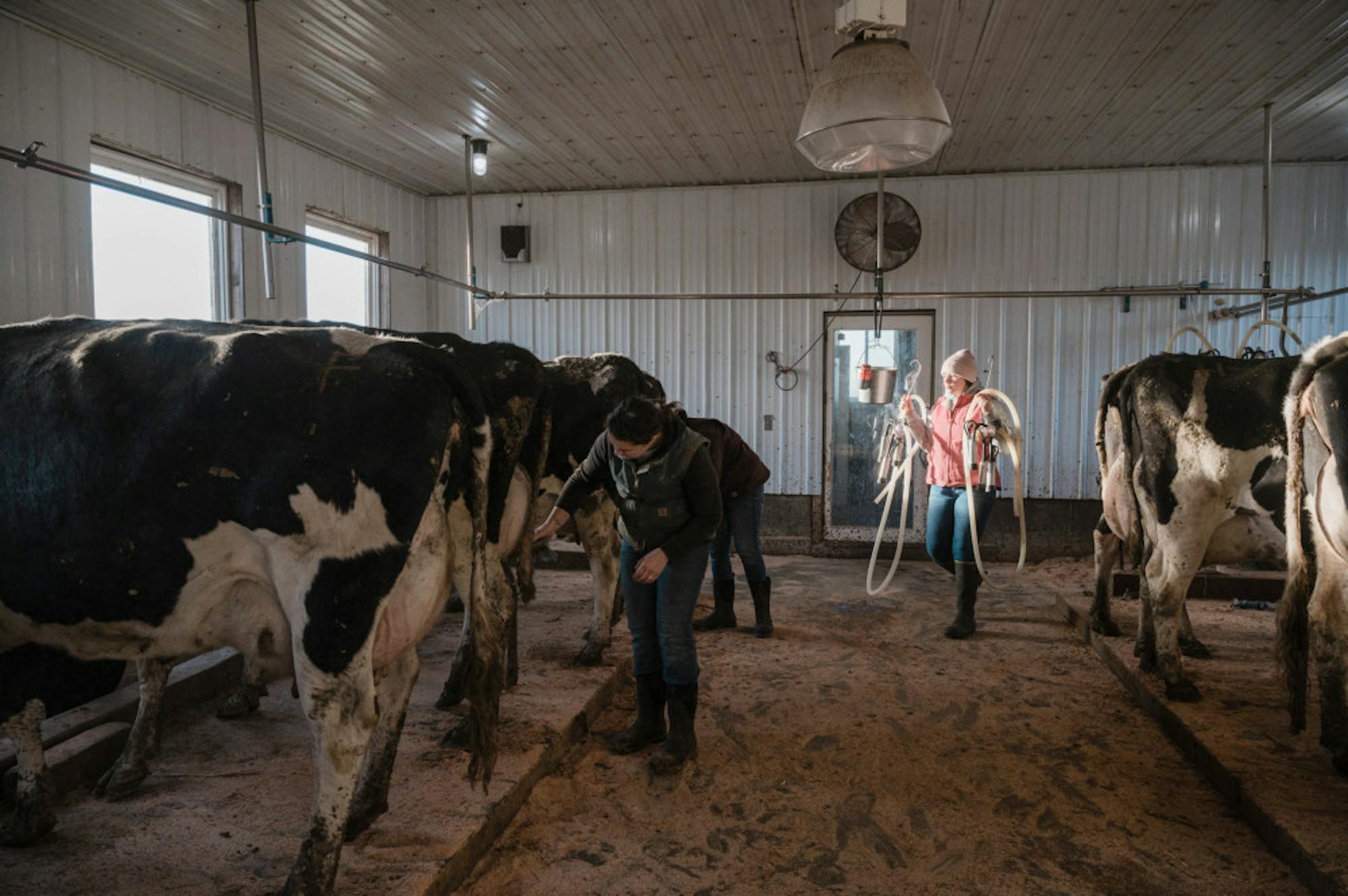 Pg-8-Science-Milk-Production-by-Tristan-Spinski-scaled