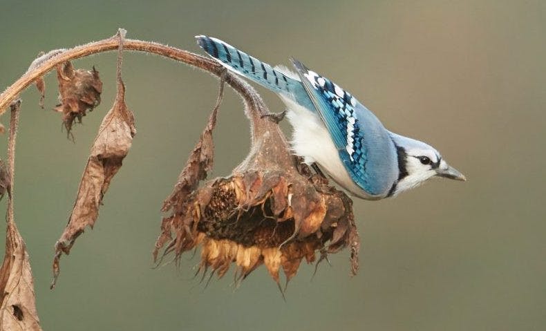 Pg-8-Science-Courtesy-of-Kim-CarusoProject-FeederWatch