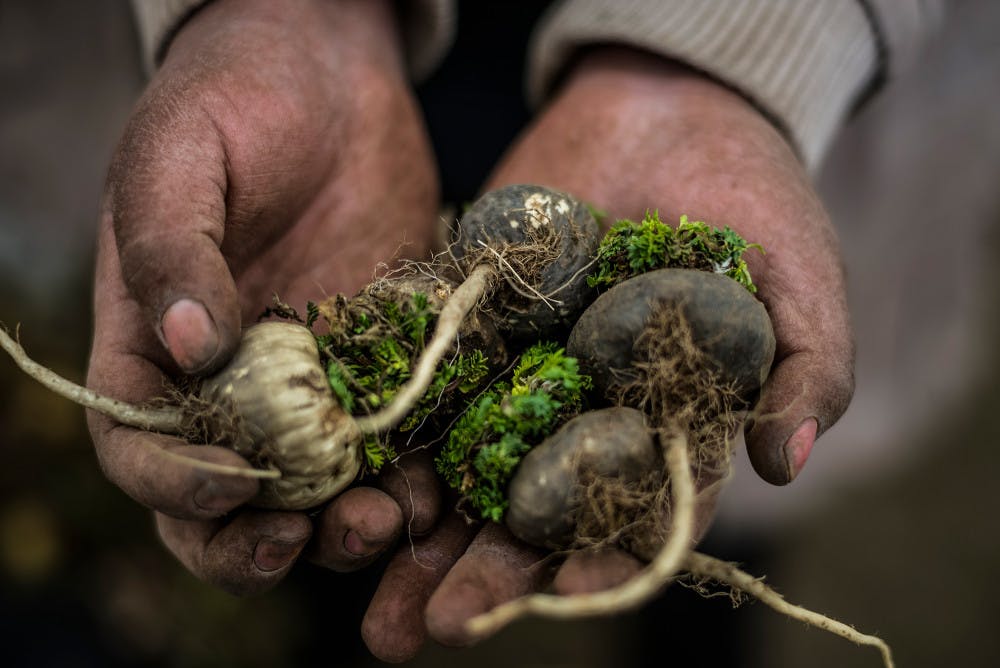 Pg-6-Dining-Essay-Maca-Meridith-Kohut-via-NYTimes