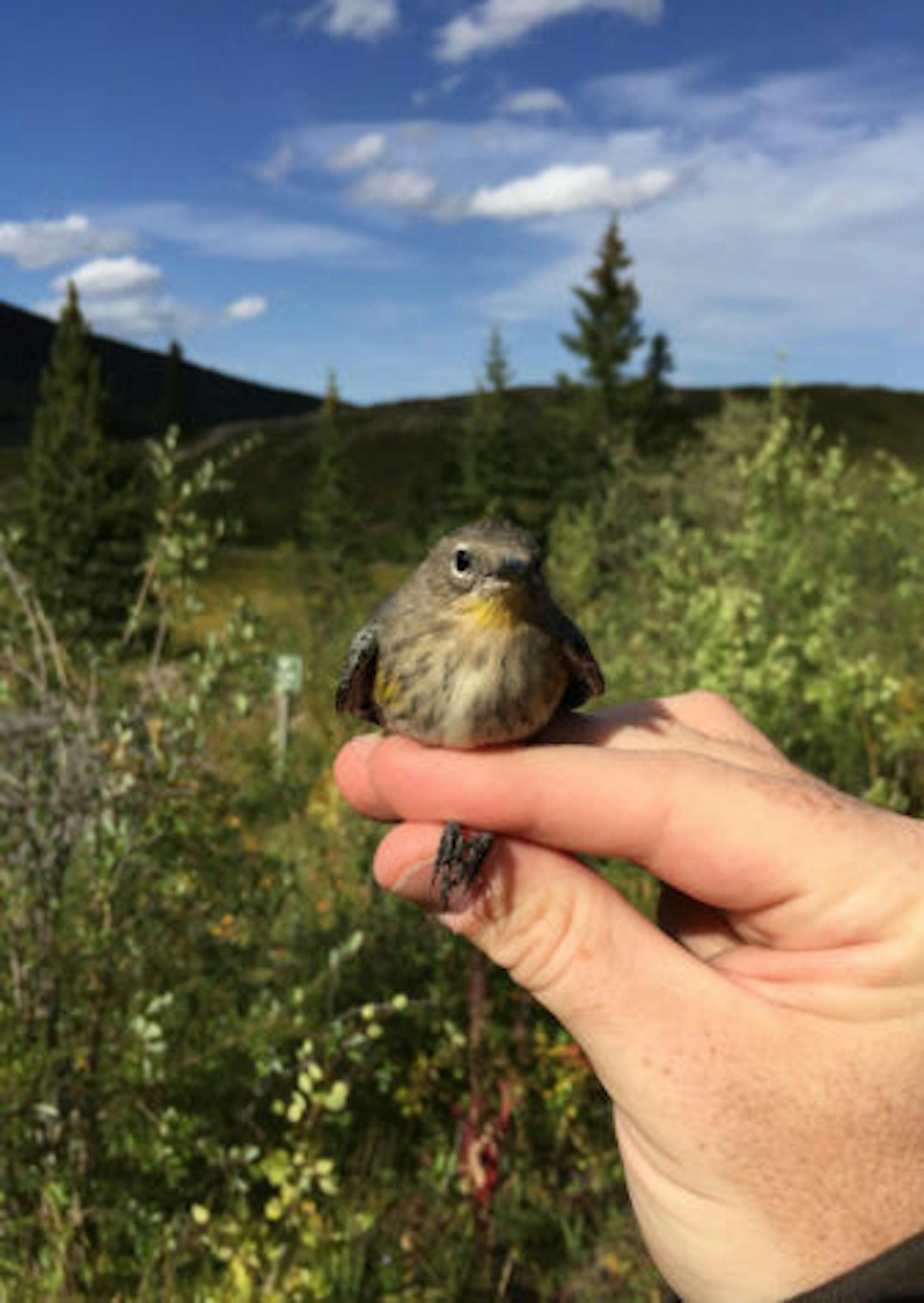 Audubon's warbler is a separate species