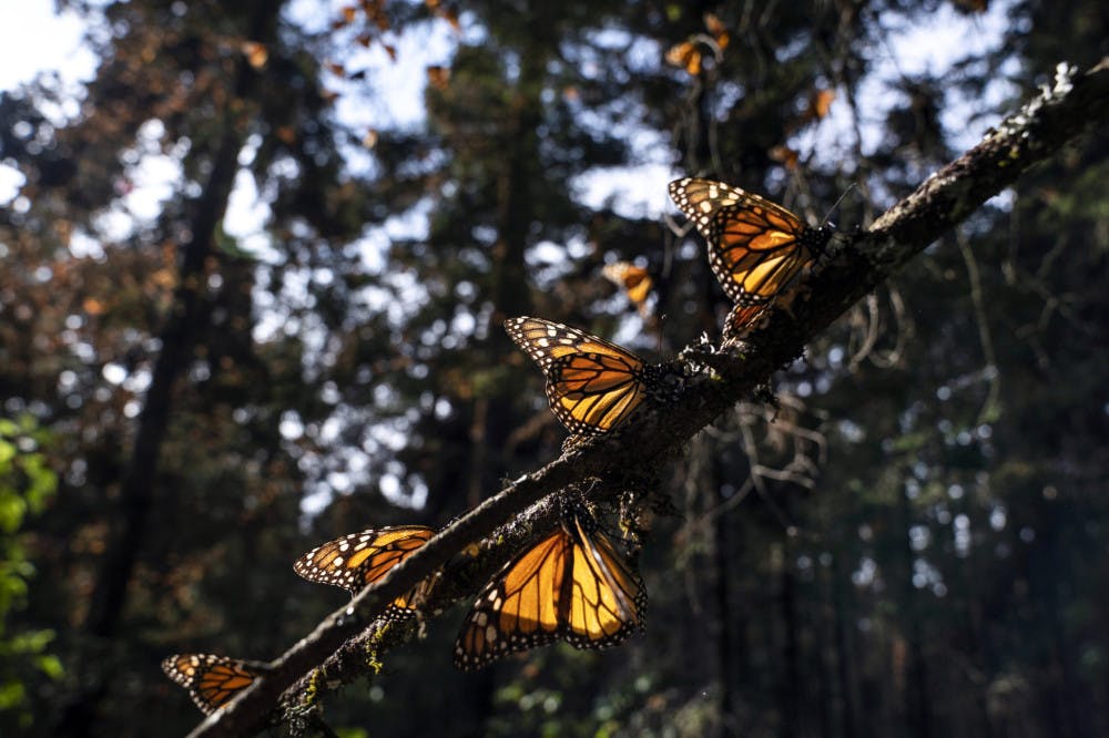MONARCH-BUTTERFLIES-1-scaled
