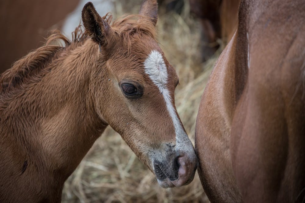 VA-PONY-PENNING-ADV14-5