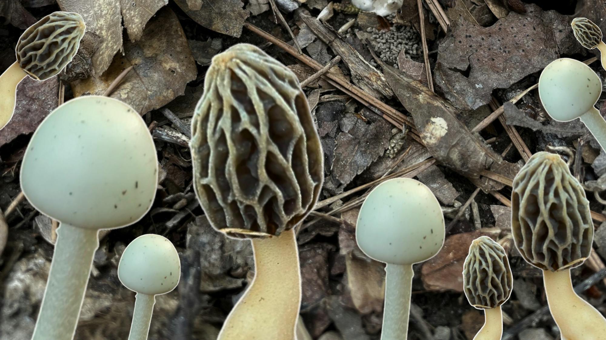 Fungi cover - 1