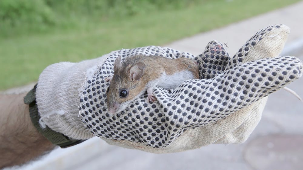 Mice-article-Courtesy-of-the-New-York-Times-bw-