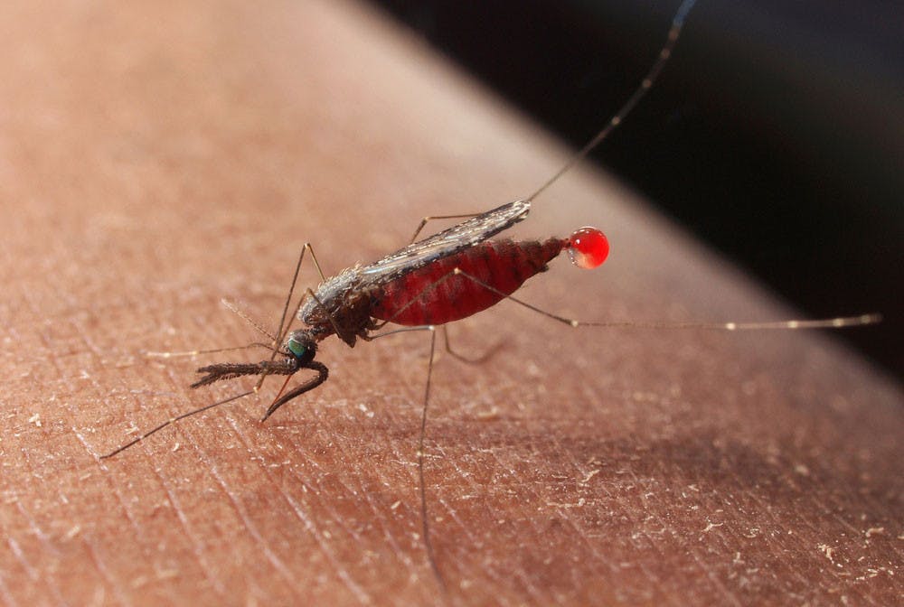 Science-Malaria-courtesy-Cornell-Chronicle