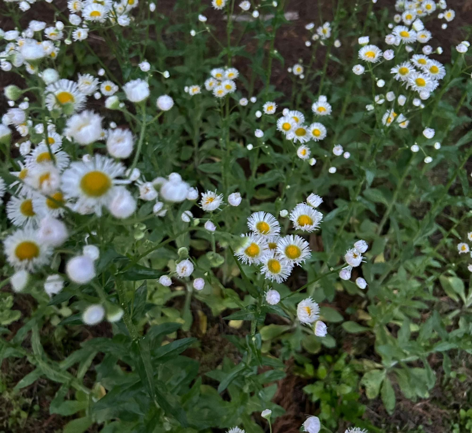 lifestyle spreak article.png