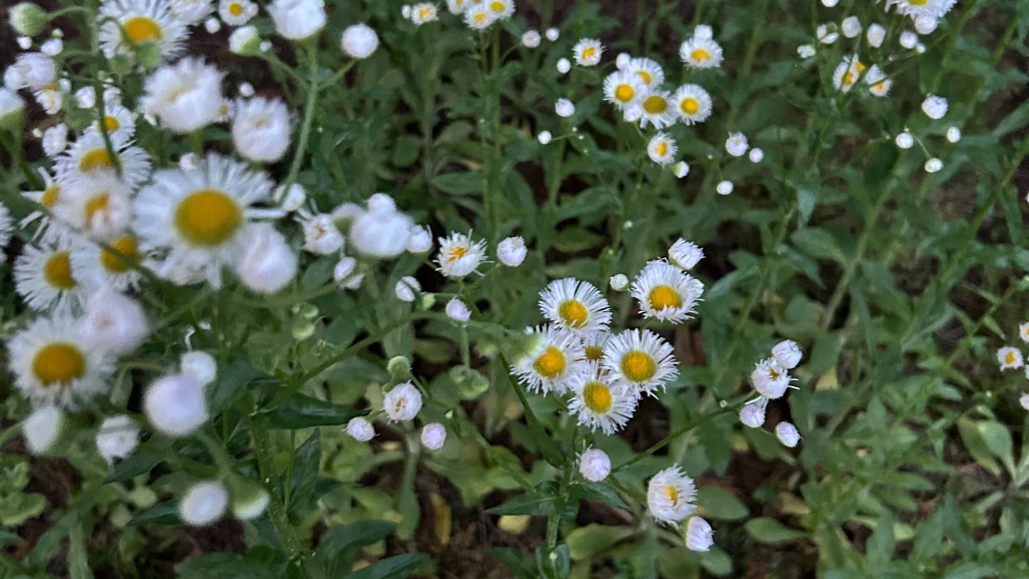 lifestyle spreak article.png