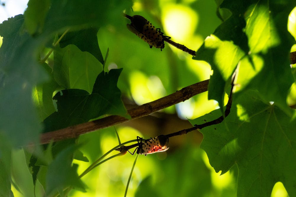 PA-INVASIVE-BUG-7-scaled