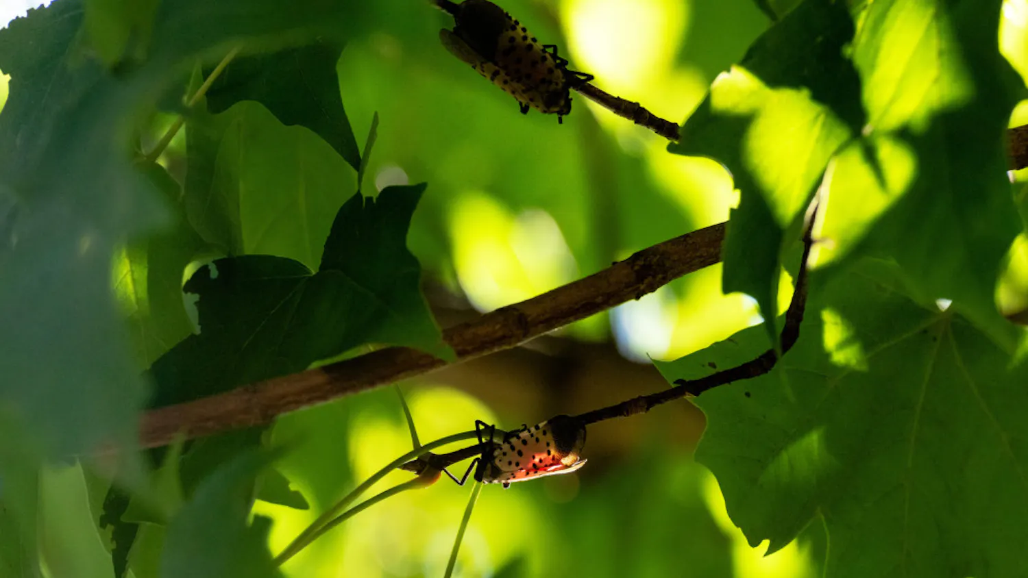 PA-INVASIVE-BUG-7-scaled