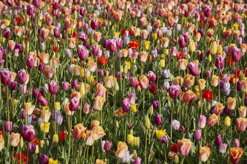 NETHERLANDS-TULIPS-ADV28-5