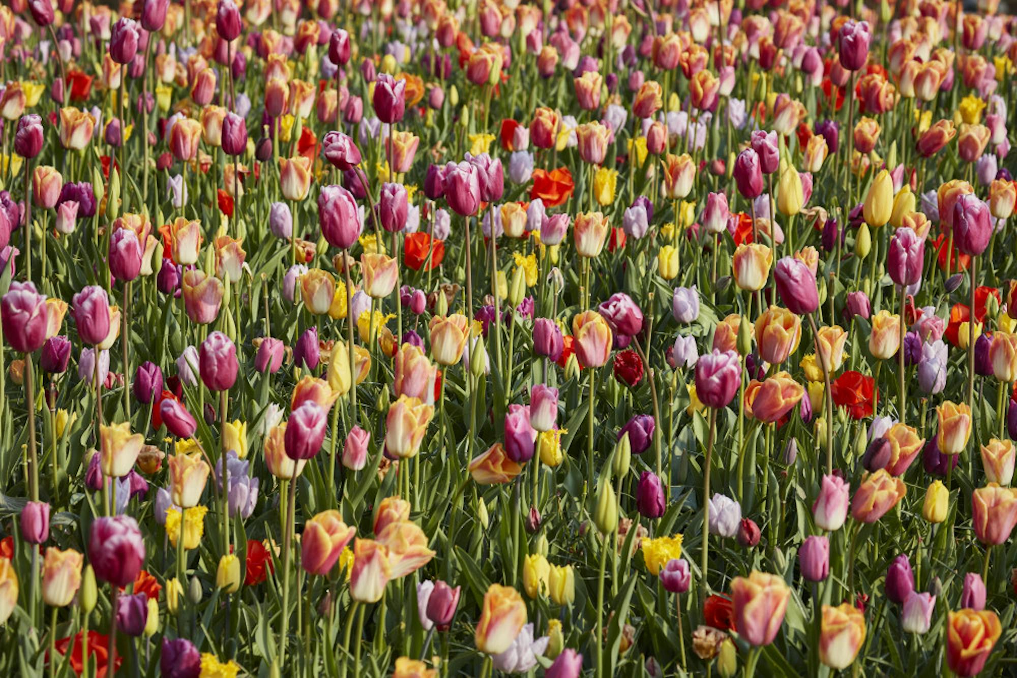 NETHERLANDS-TULIPS-ADV28-5