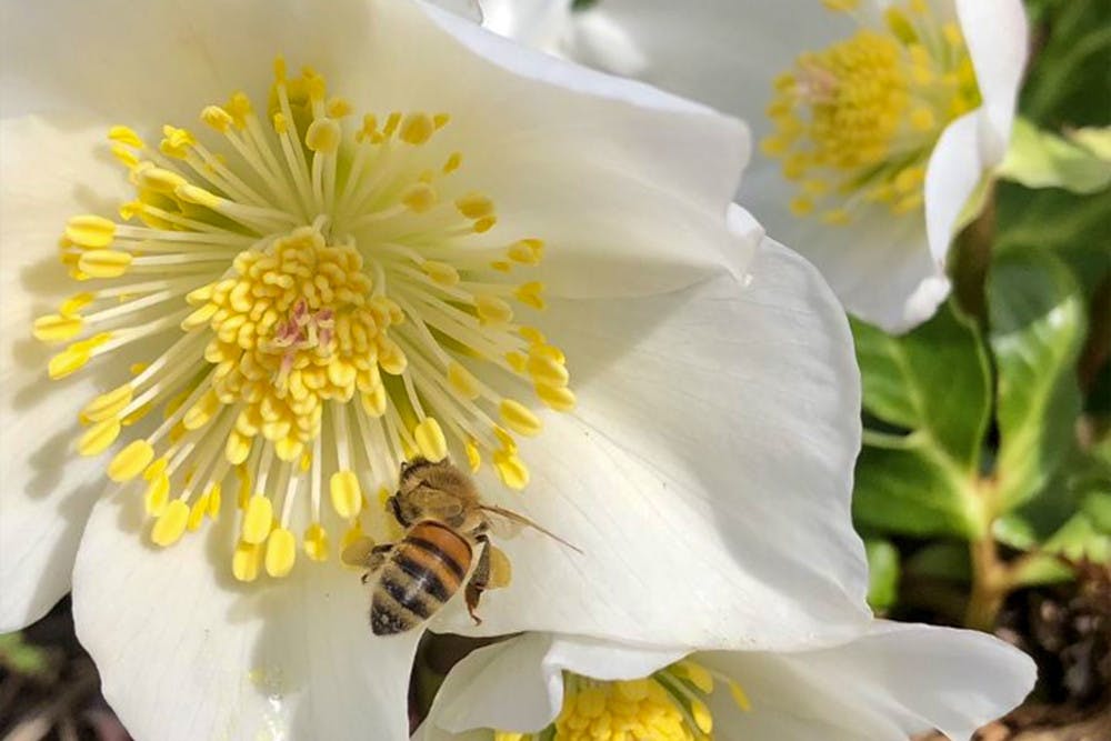 Pg-1-Bee-Club-Courtesy-of-Ben-DeMoras-scaled