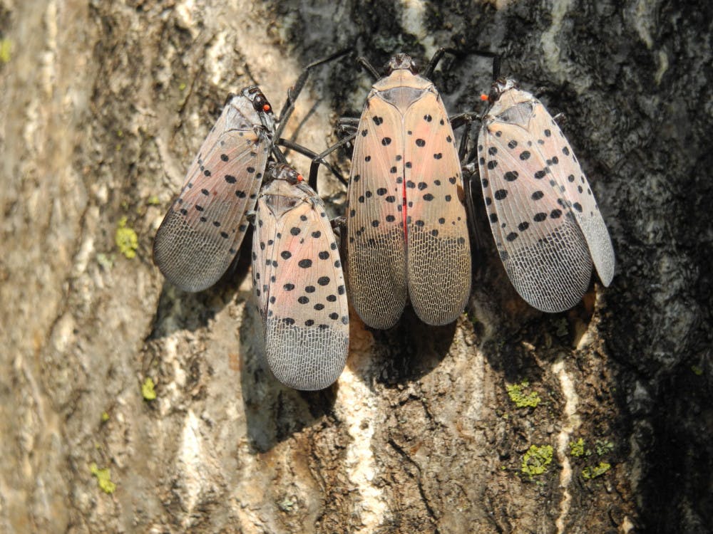 spotted-lantern-fly-scaled