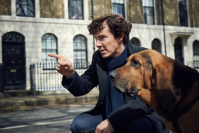 sherlock-dog