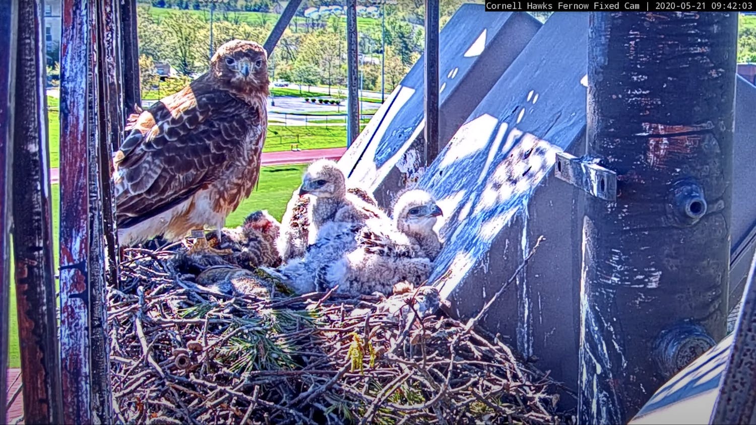 Red-tailed Hawk – Sunny morning with chicks.png